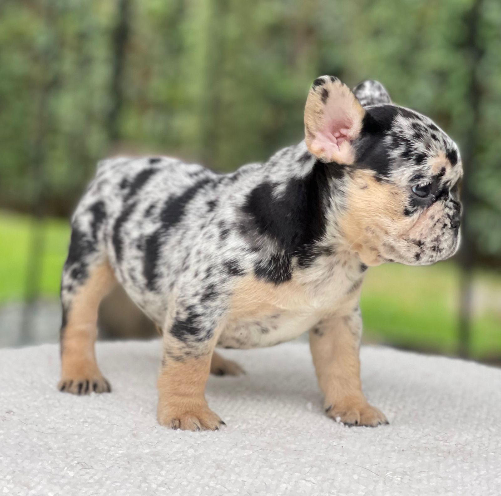 French bulldogs crema fluffy female Antonella - 6