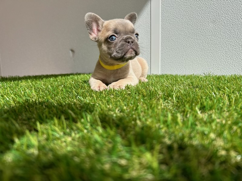 English bulldog choco tree and tan male Mr Ball - 2