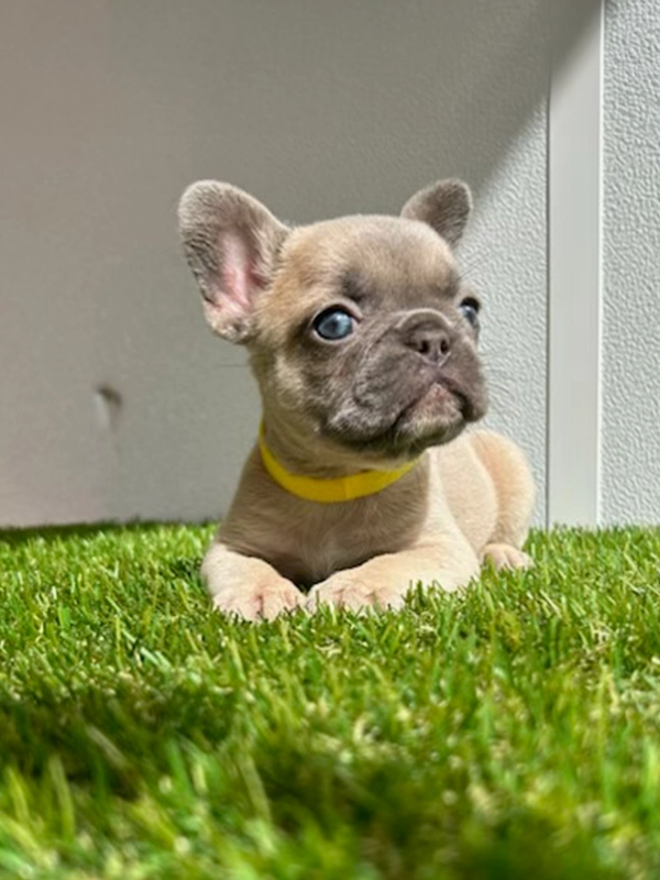 English bulldog choco tree and tan male Mr Ball