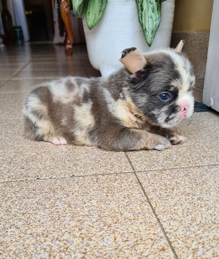 Lilac French bulldogs male