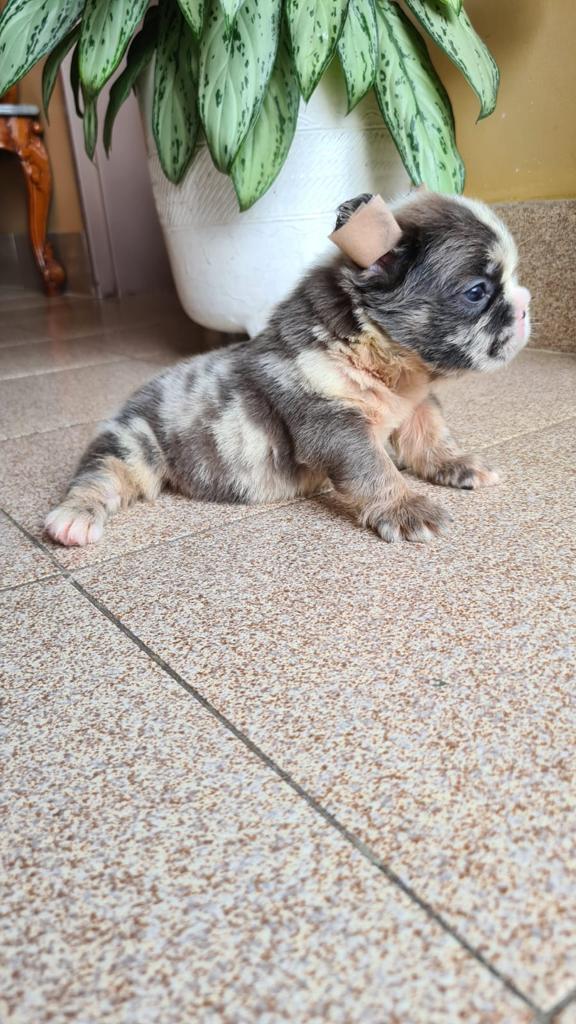 Lilac French bulldogs male - 4