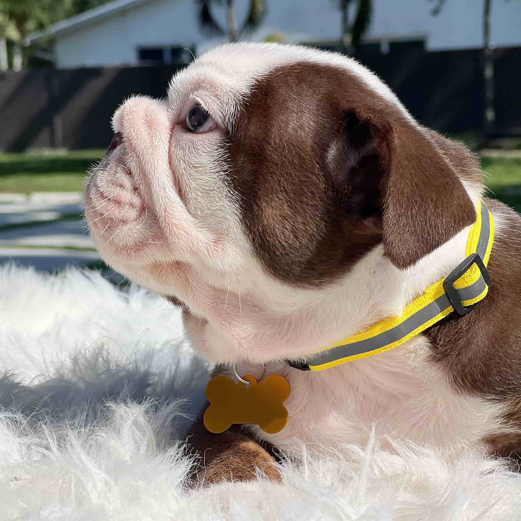 French Bulldog Chocolate fluffy Female available , Master bulldogs Minnie Mouse - 12