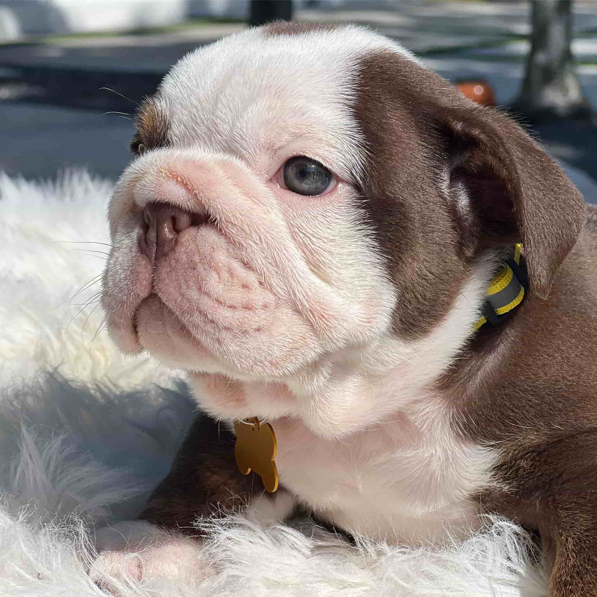 French Bulldog Chocolate fluffy Female available , Master bulldogs Minnie Mouse - 14