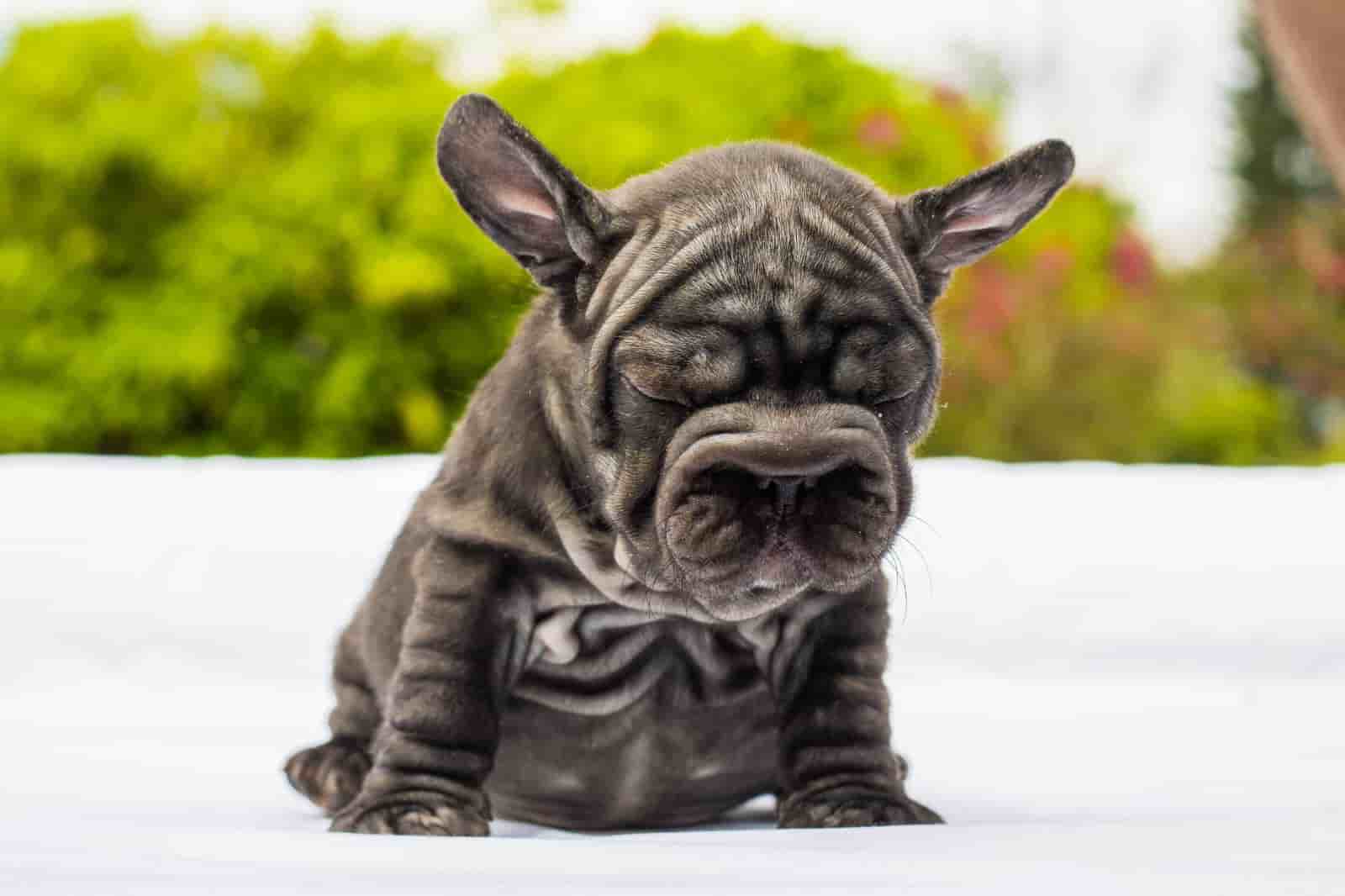 French bulldog blue merle female Antonella - 4