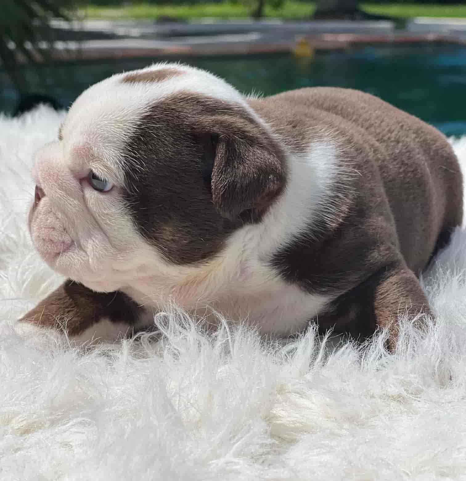 French Bulldog Chocolate fluffy Female available , Master bulldogs Minnie Mouse - 3