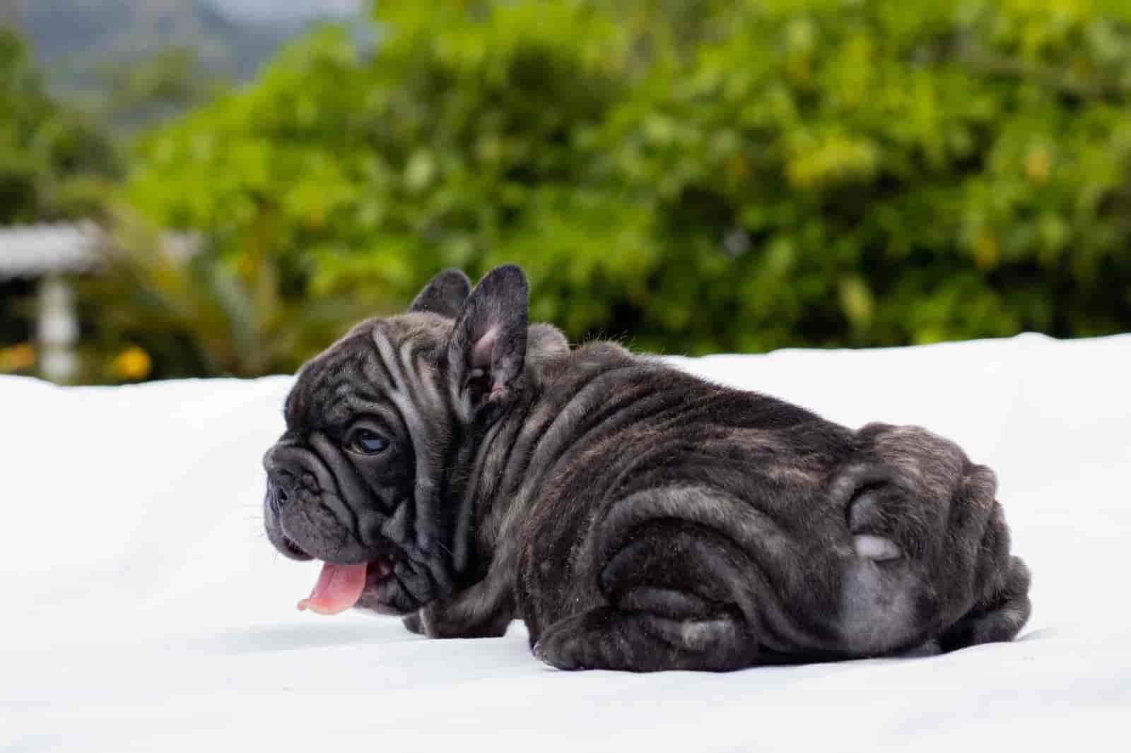 French bulldog blue merle female Antonella - 6