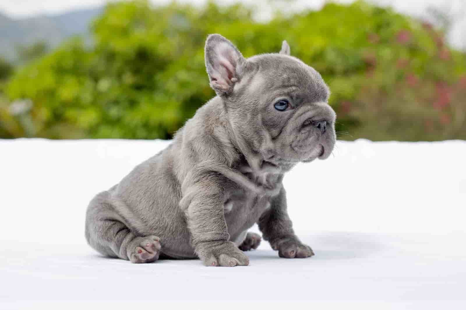 French Bulldog Black Big Rope Female Now Pitufina