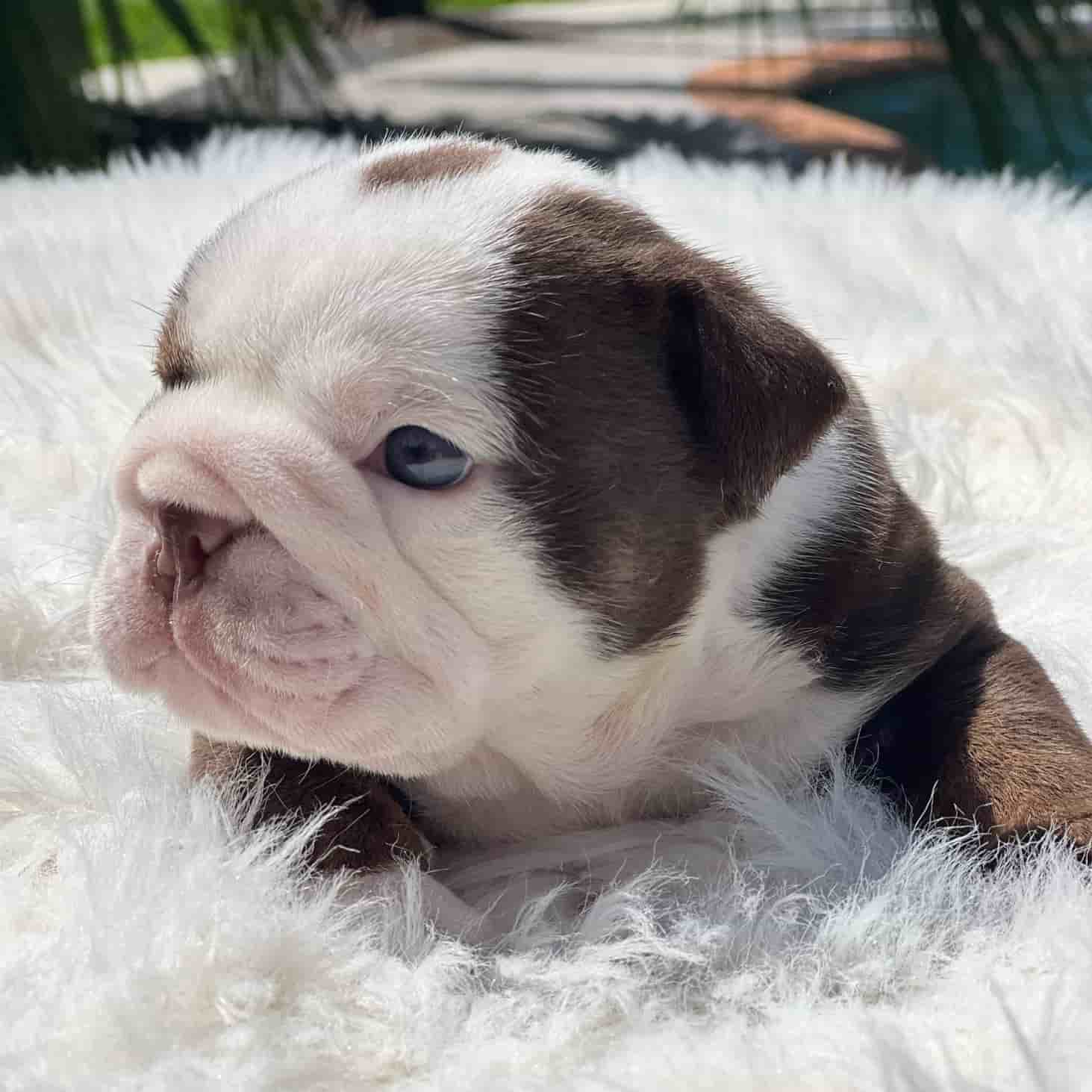 French Bulldog Chocolate fluffy Female available , Master bulldogs Minnie Mouse - 6