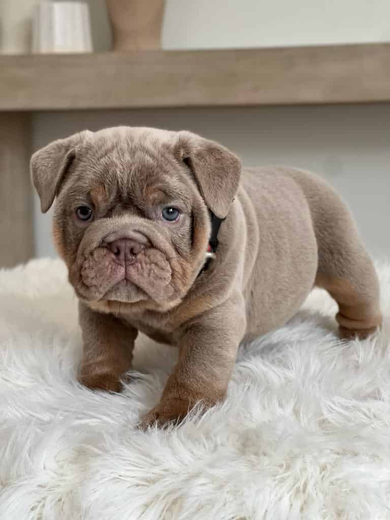 French Bulldog Chocolate fluffy Female available , Master bulldogs Minnie Mouse