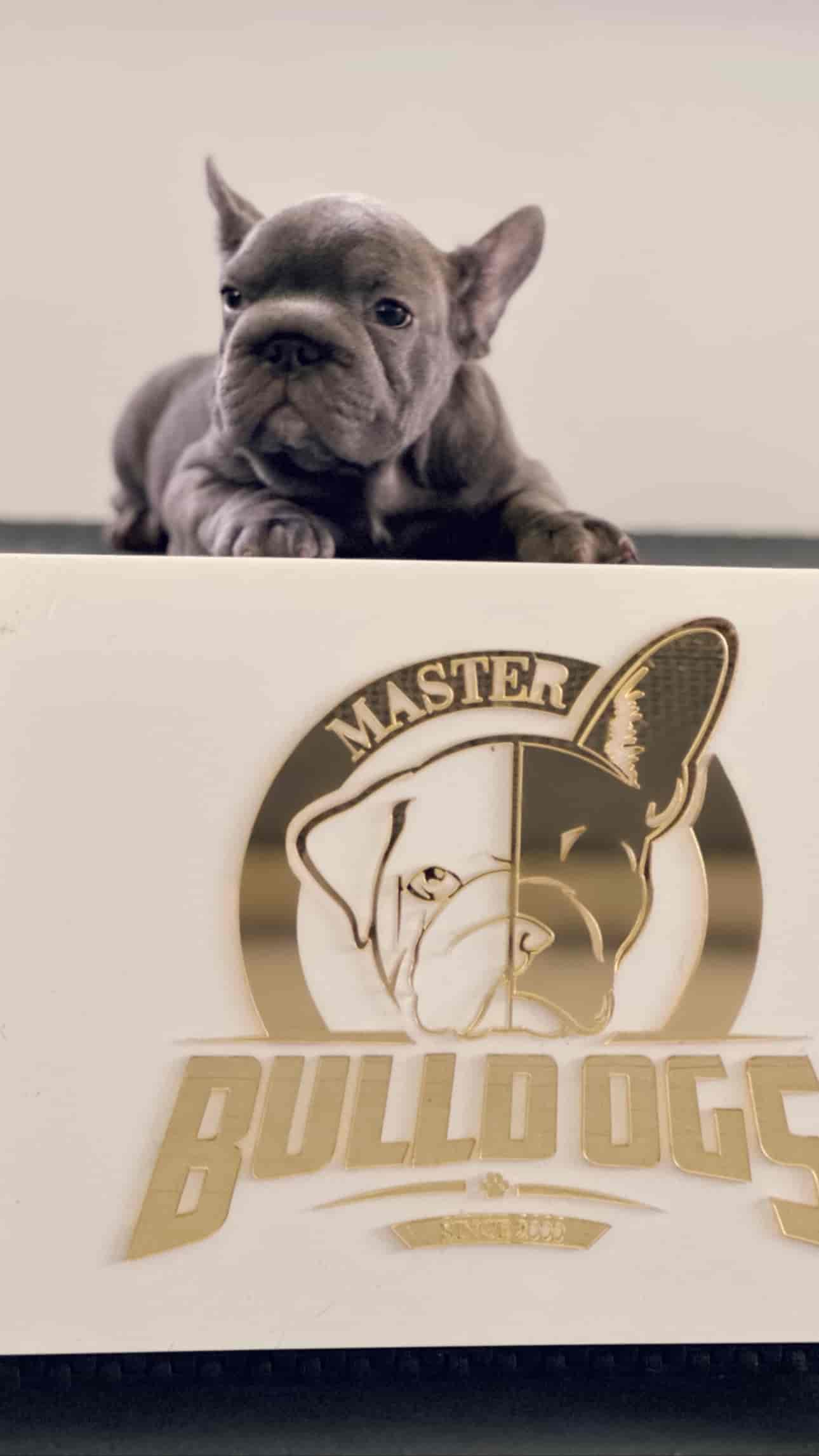 French Bulldog Black Big Rope Female Now Pitufina - 3