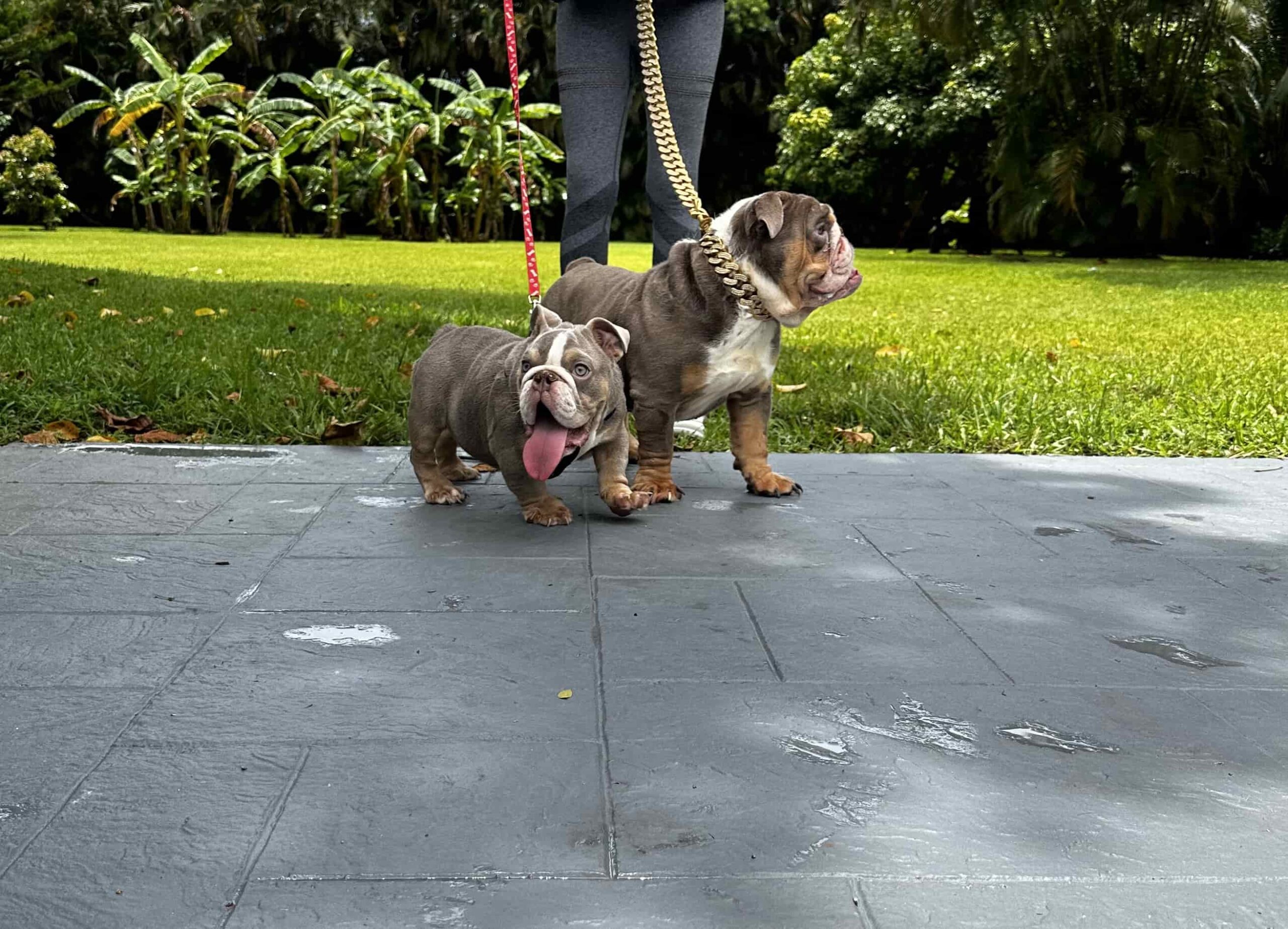 Pets Hotel / Overnight Services​ - 15