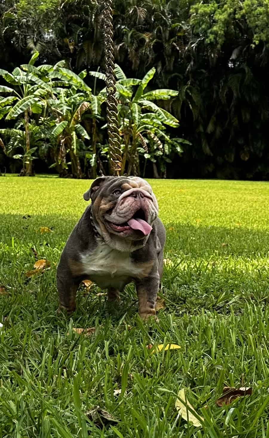 Pets Hotel / Overnight Services​ - 17