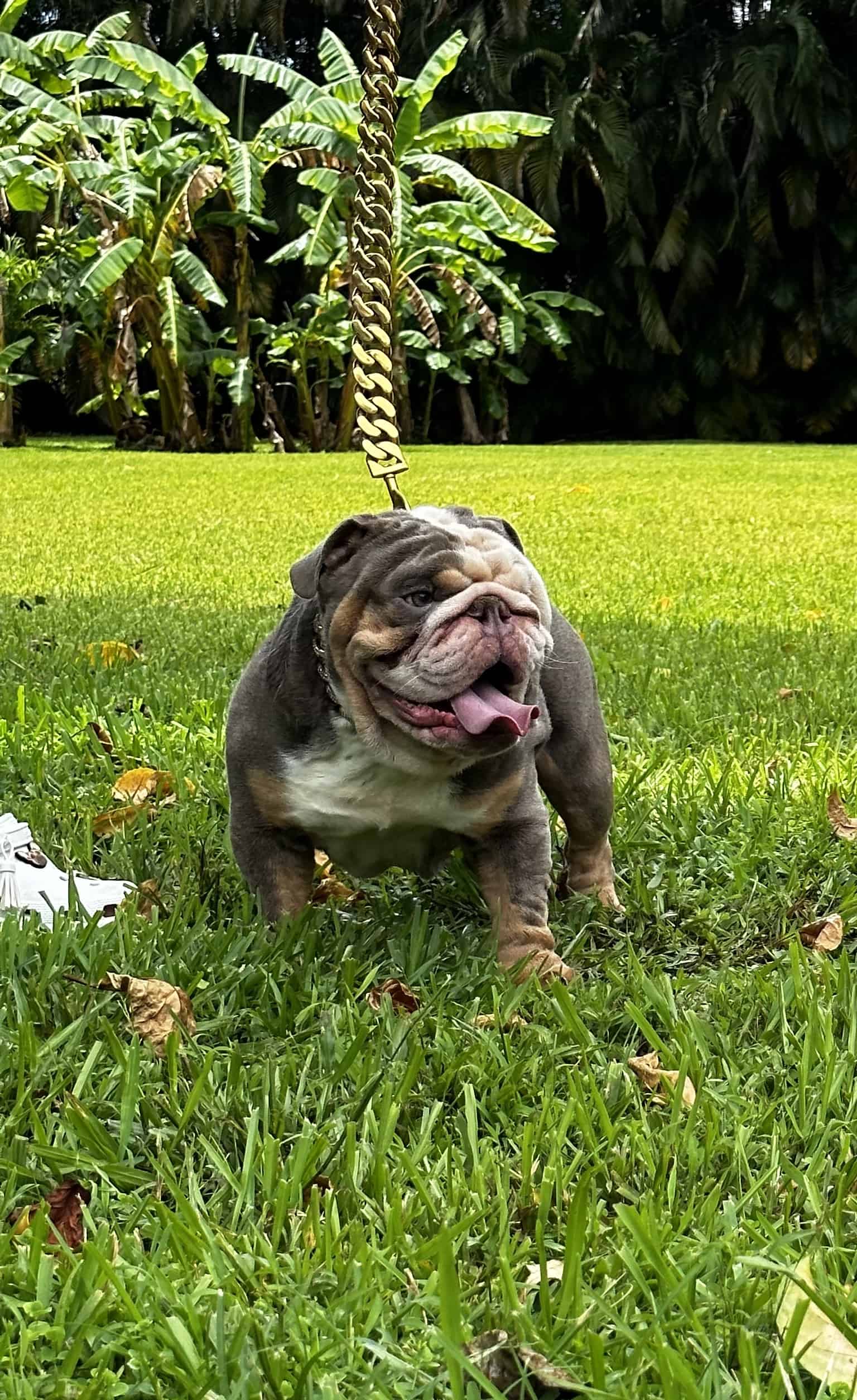 Pets Hotel / Overnight Services​ - 16