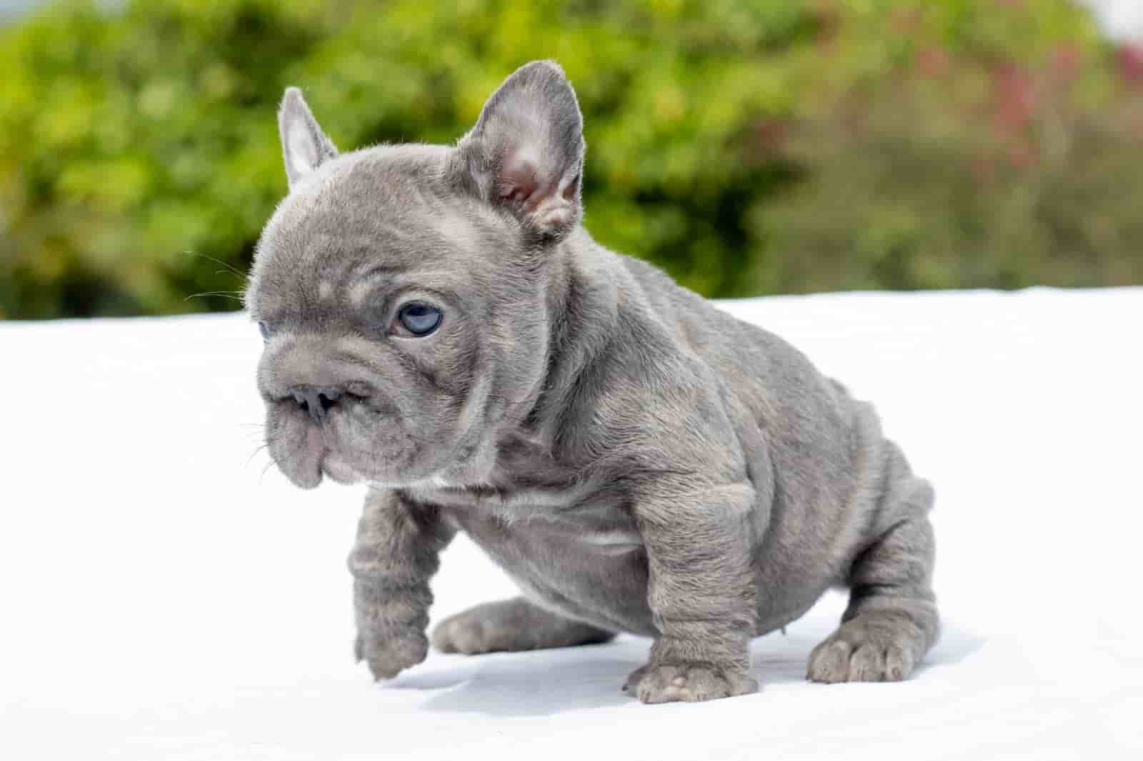 French Bulldog Black Big Rope Female Now Pitufina - 2
