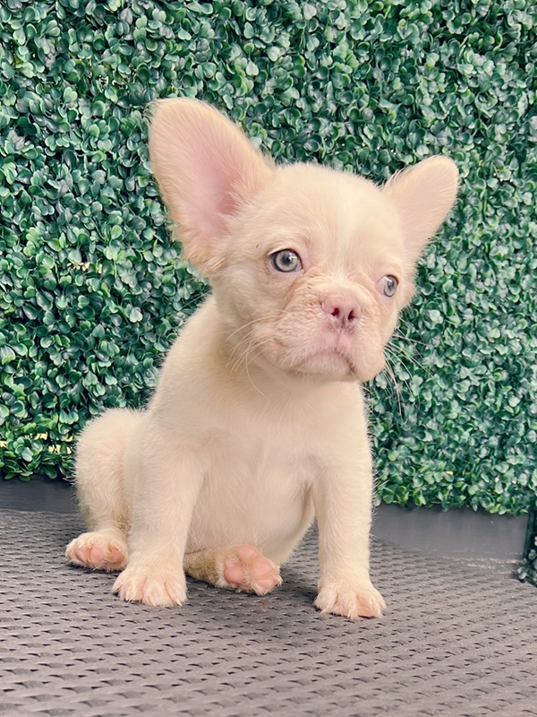 Frenchie merle fluffy female, Barbie - 11