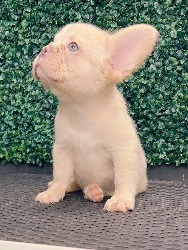 Frenchie merle fluffy female, Barbie - 7