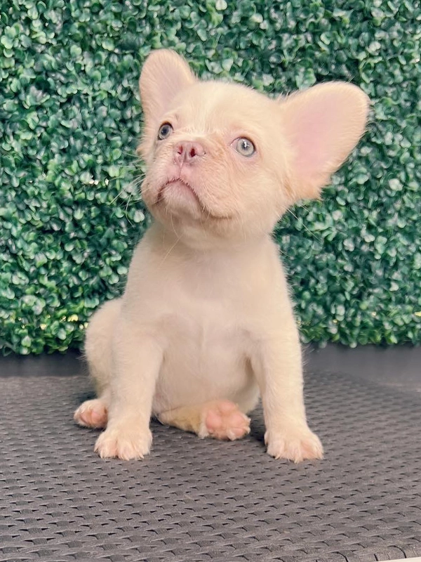 Frenchie merle fluffy female, Barbie - 9