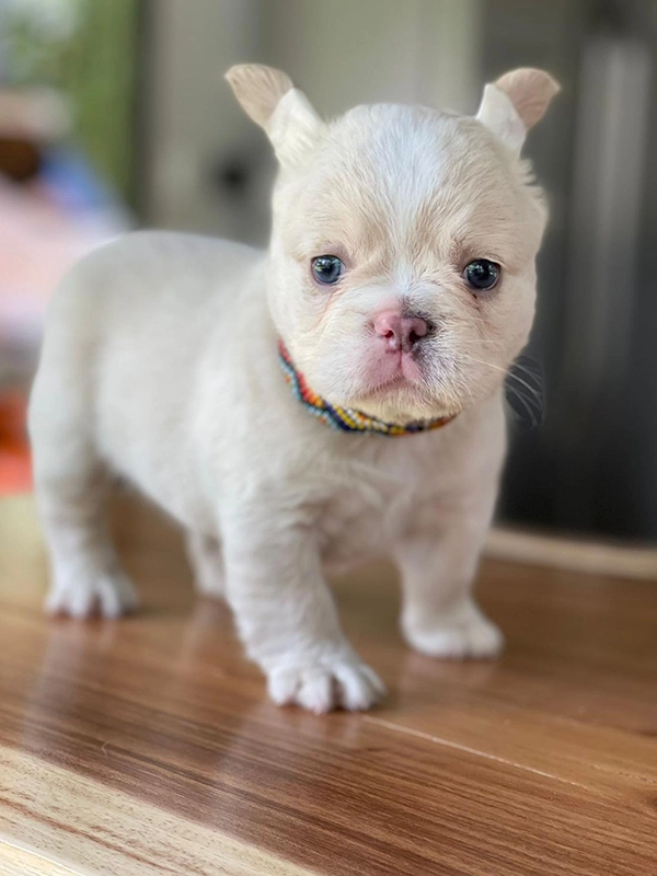 Frenchie merle fluffy female, Barbie - 3