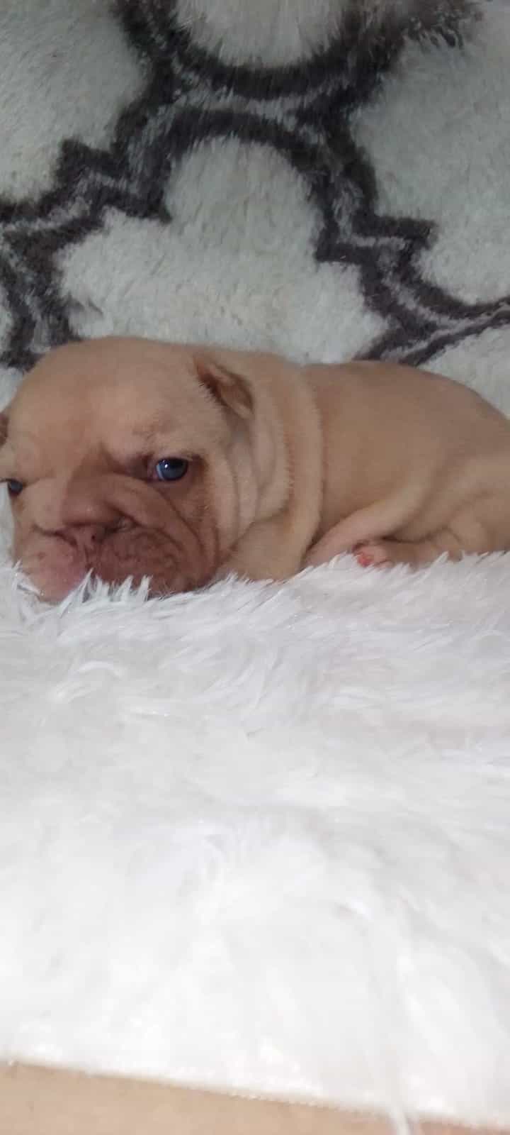 A Comprehensive Guide to French Bulldogs: Breed Overview and Care Tips - 5