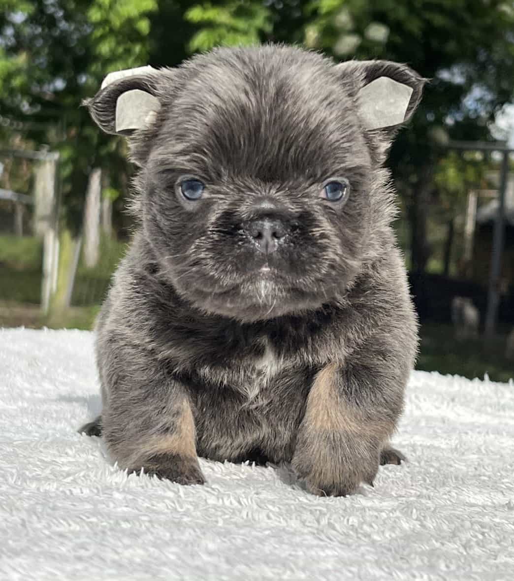 English Bulldogs Mini Male available , Master Bulldogs Ronco & Arturo - 5