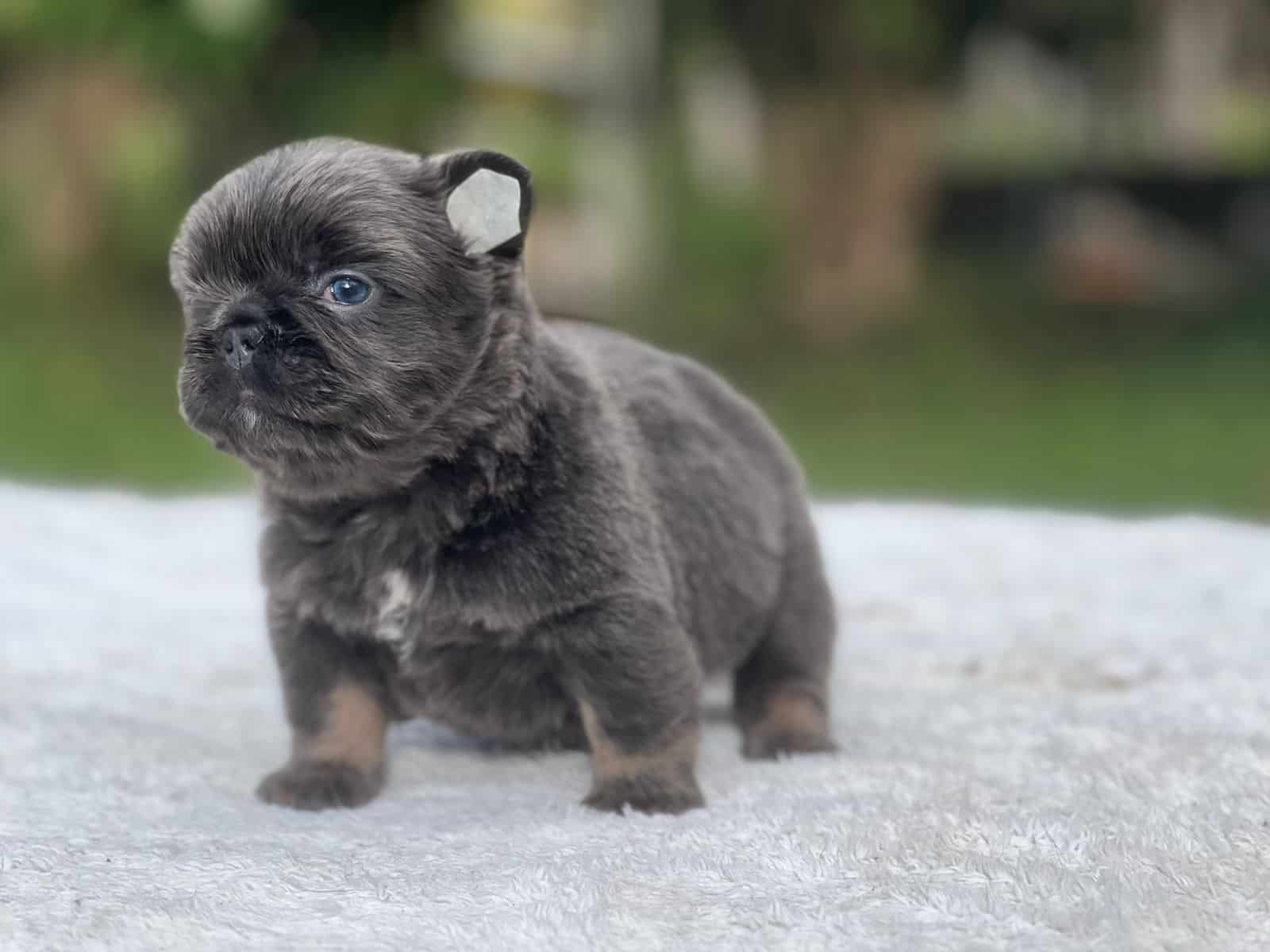 English Bulldogs Mini Male available , Master Bulldogs Ronco & Arturo - 3