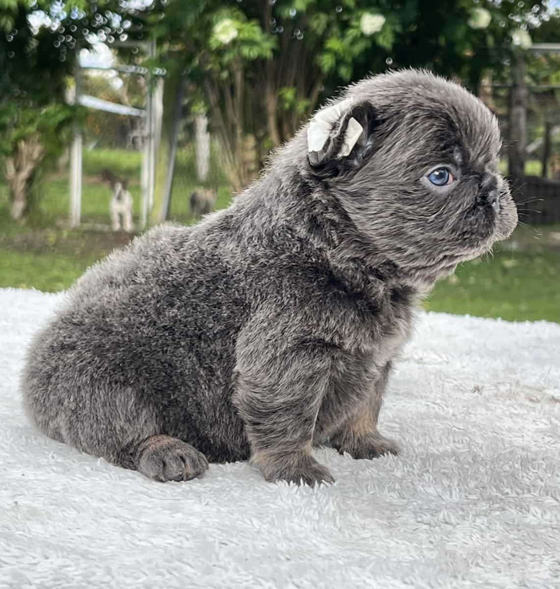 English Bulldogs Mini Male available , Master Bulldogs Ronco & Arturo