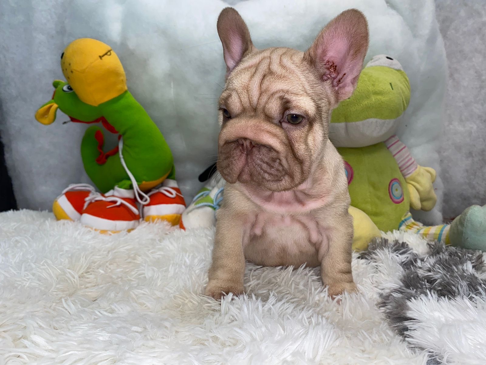 English Bulldogs: History, Temperament, and Training - 6