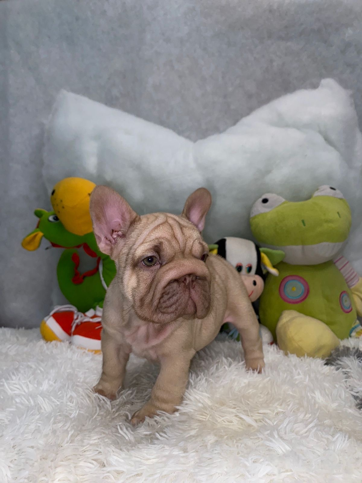 English Bulldogs: History, Temperament, and Training