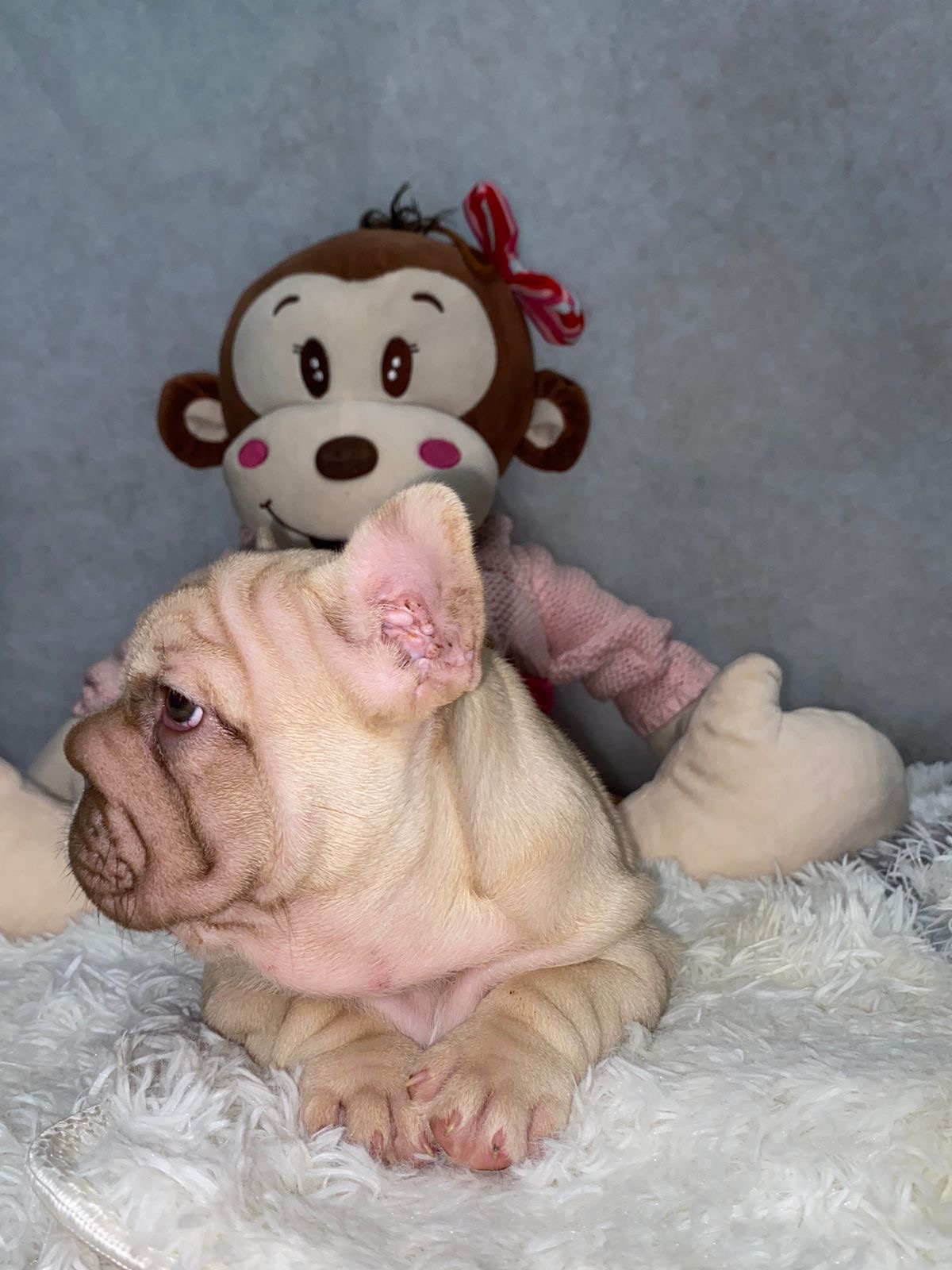 English Bulldogs: History, Temperament, and Training - 8