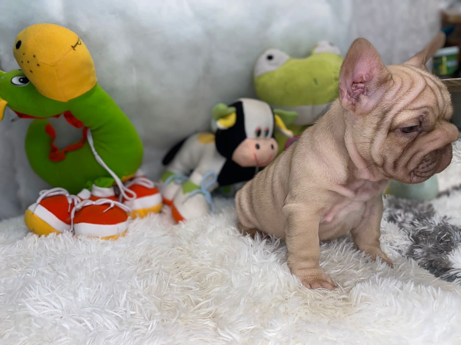 English Bulldogs: History, Temperament, and Training - 5