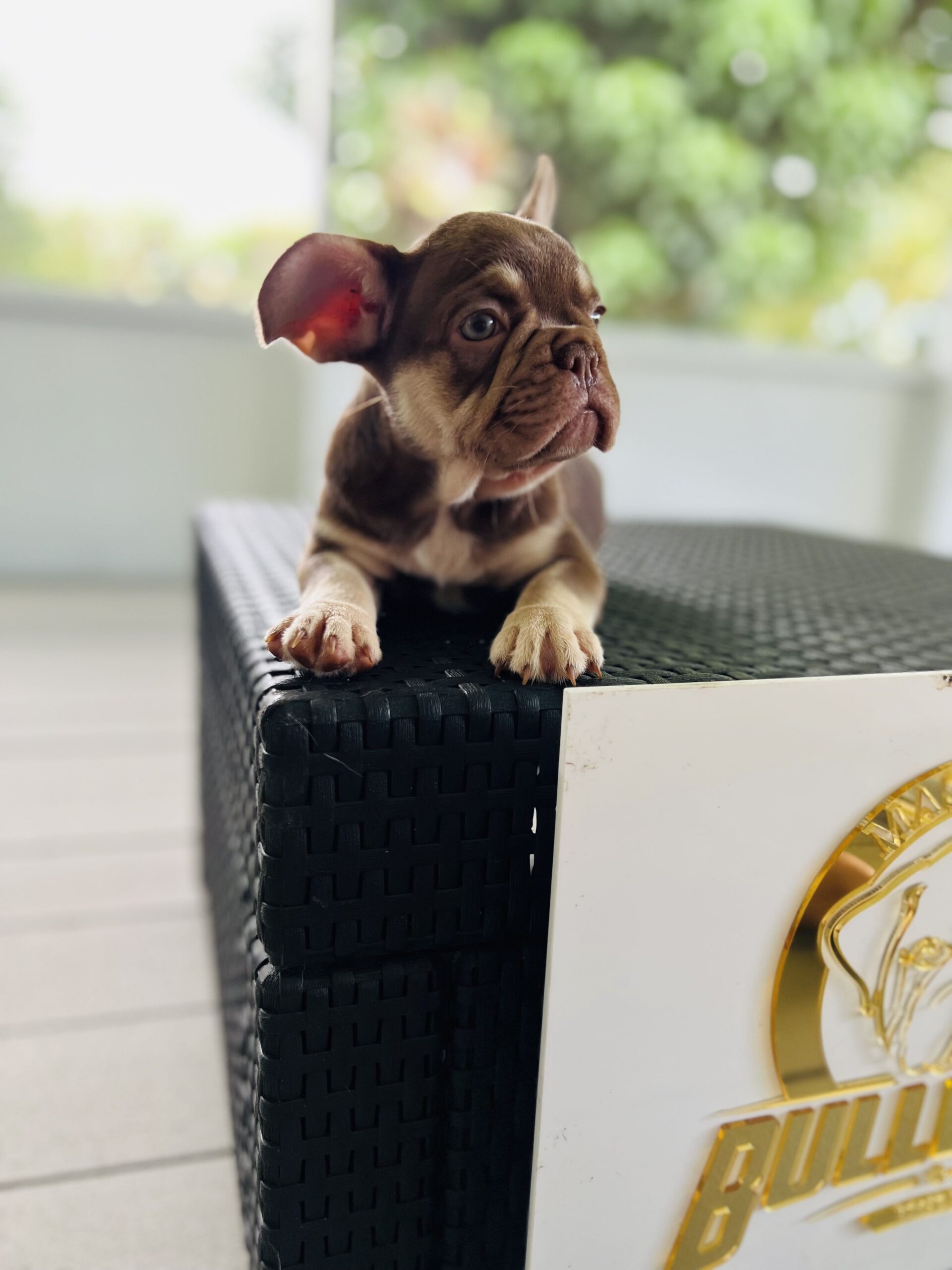 Big Rope Frenchies: Unraveling their Genetics - 4