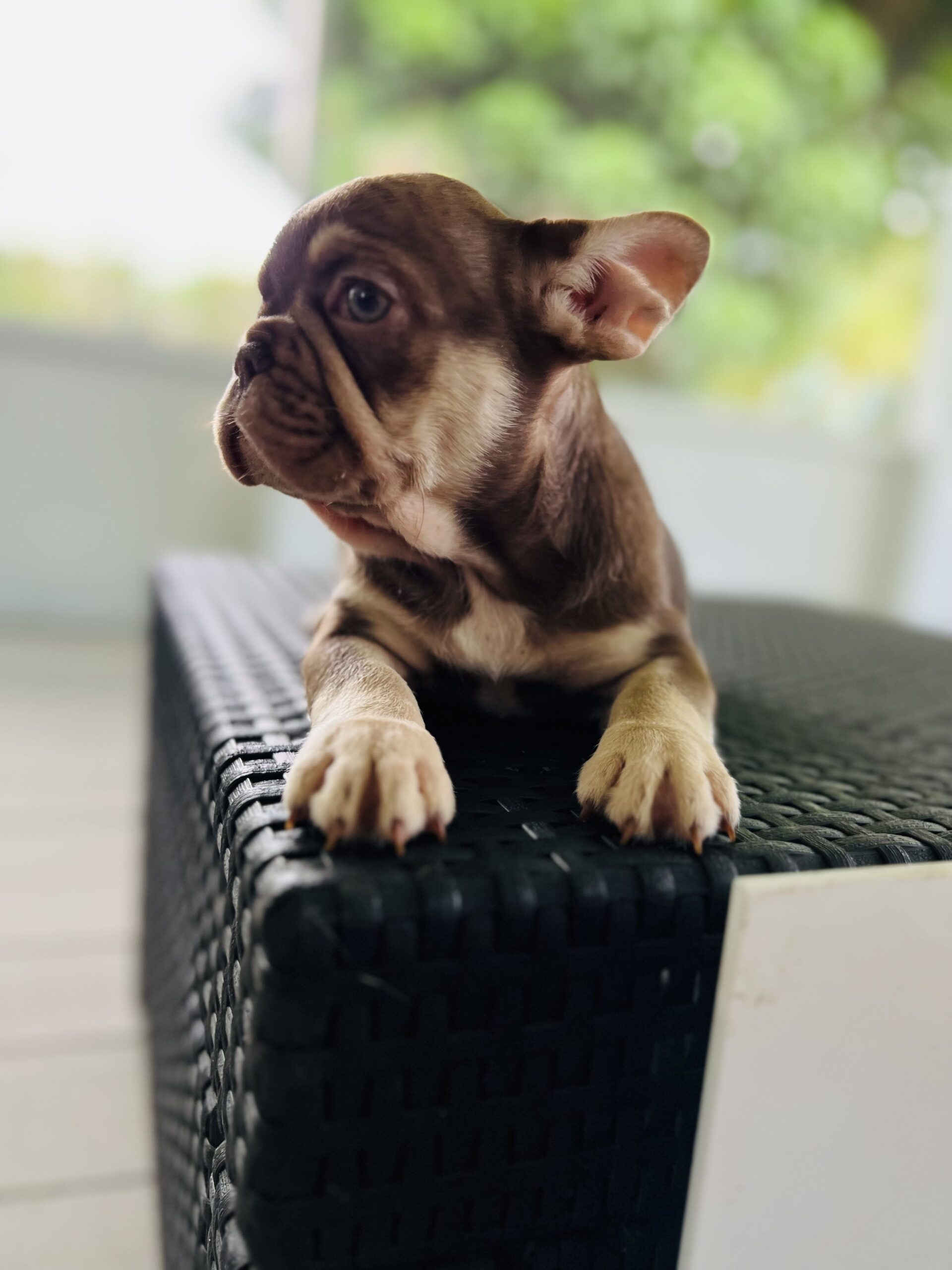 Big Rope Frenchies: Unraveling their Genetics - 6