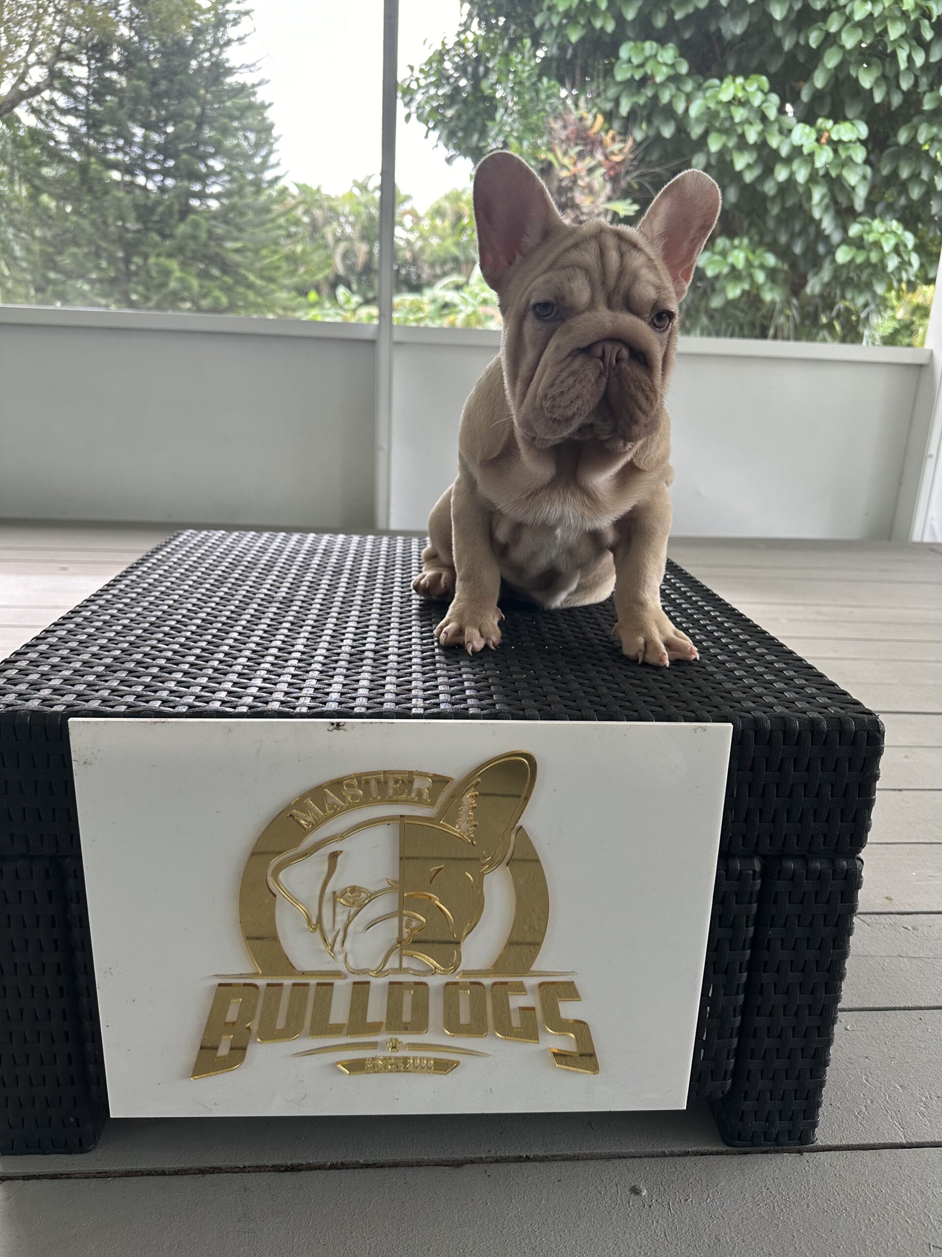 English Bulldogs: History, Temperament, and Training - 7