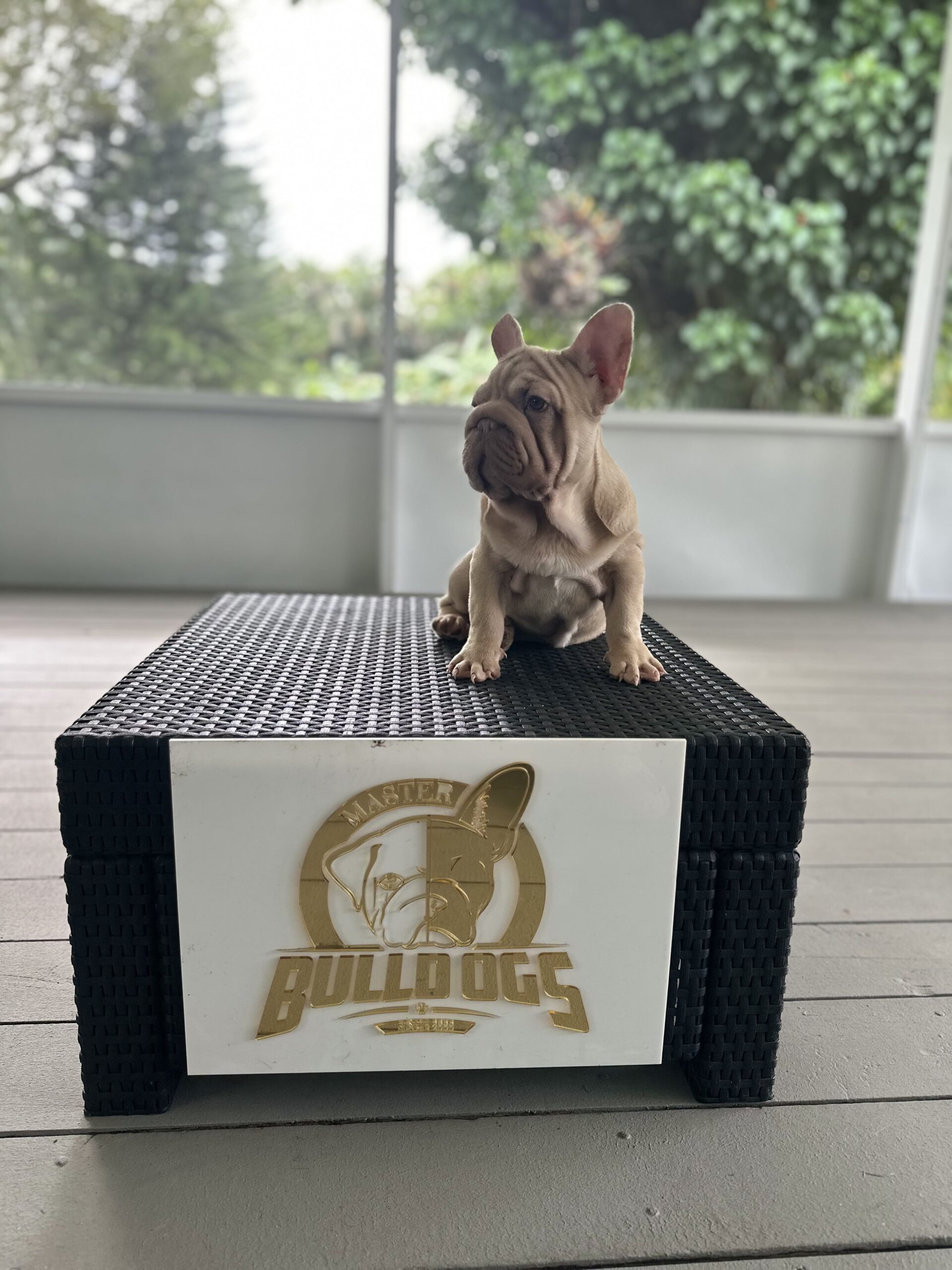 English Bulldogs: History, Temperament, and Training - 5