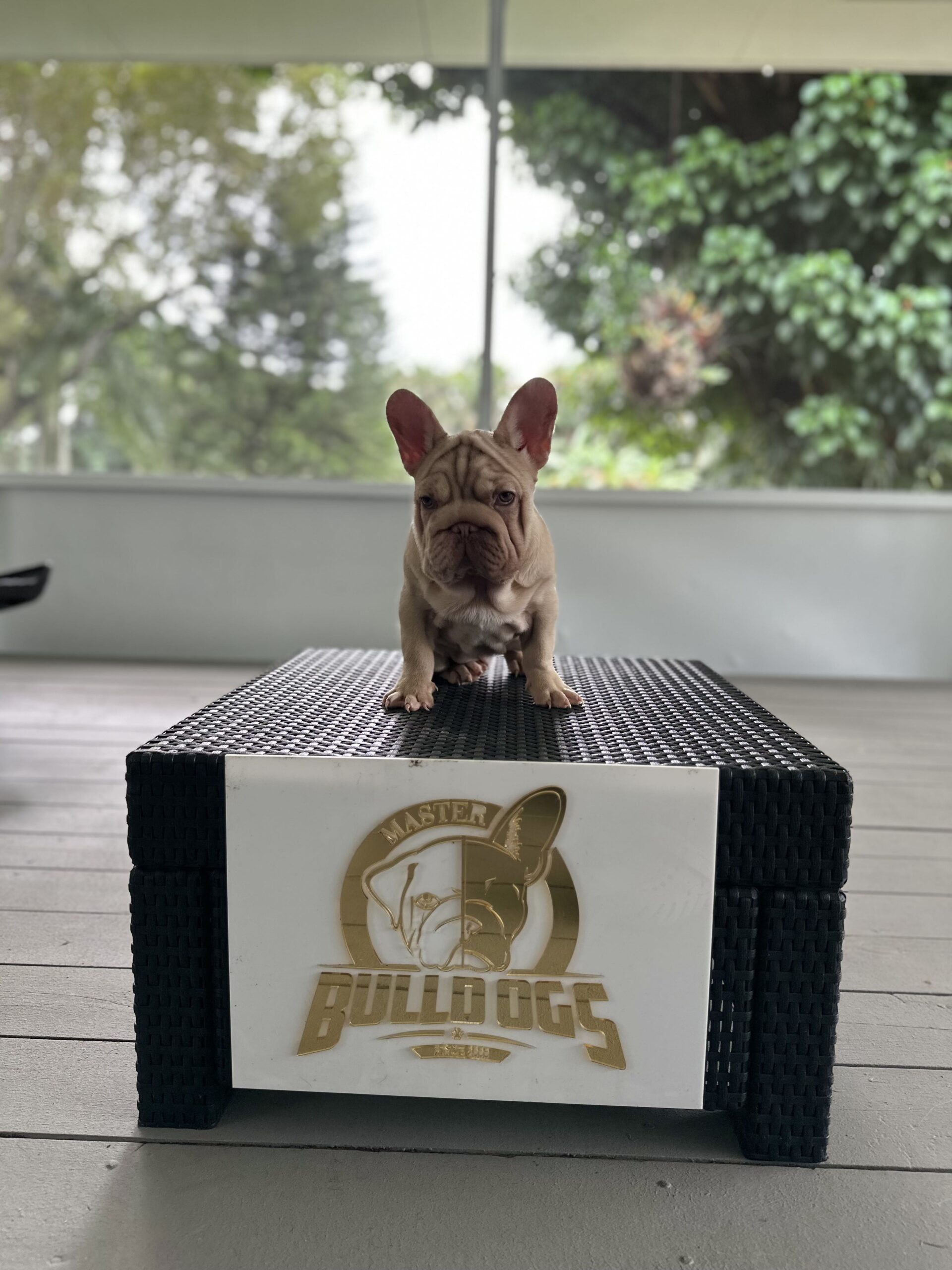 English Bulldogs: History, Temperament, and Training - 4