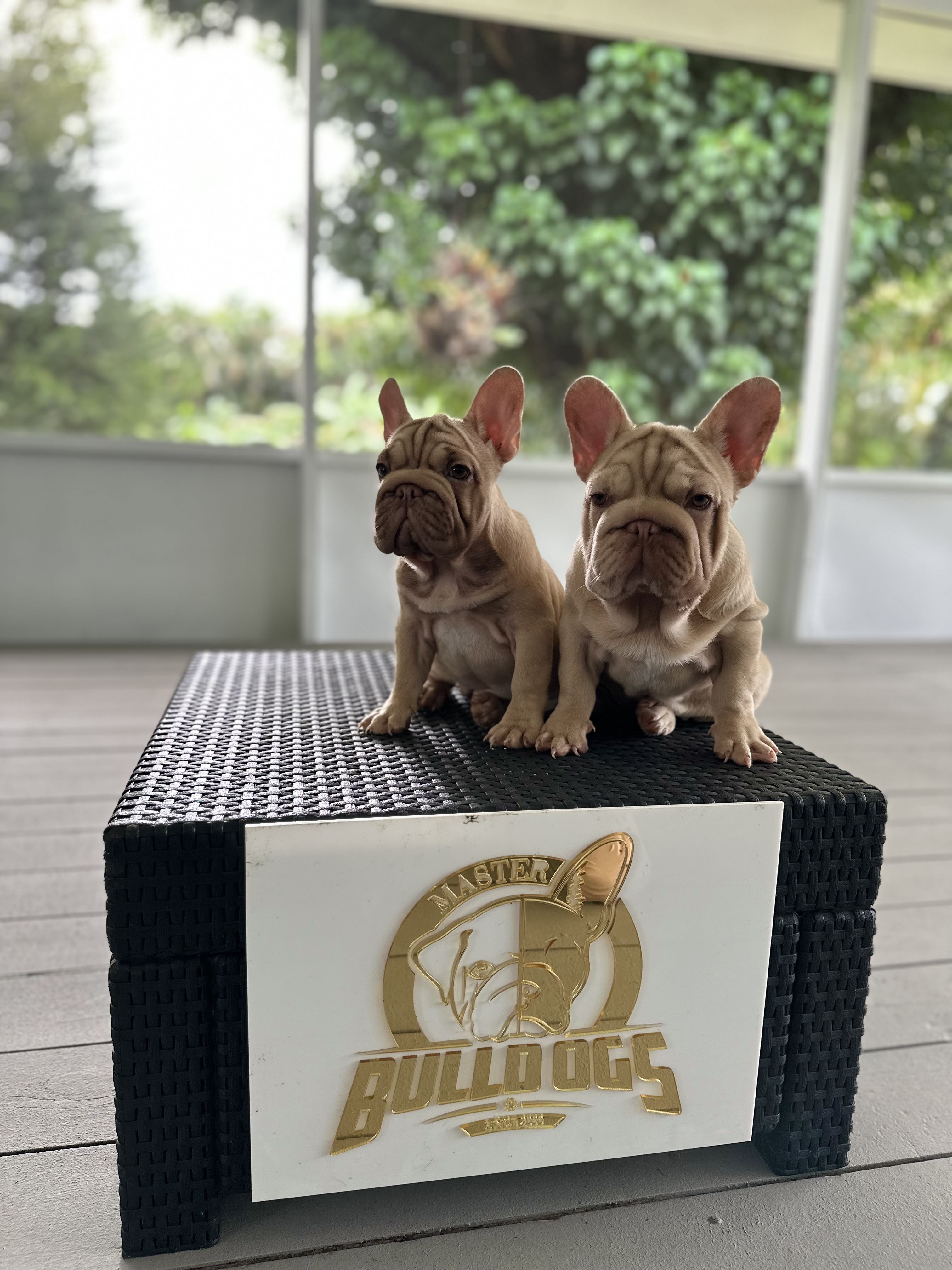 English Bulldogs: History, Temperament, and Training