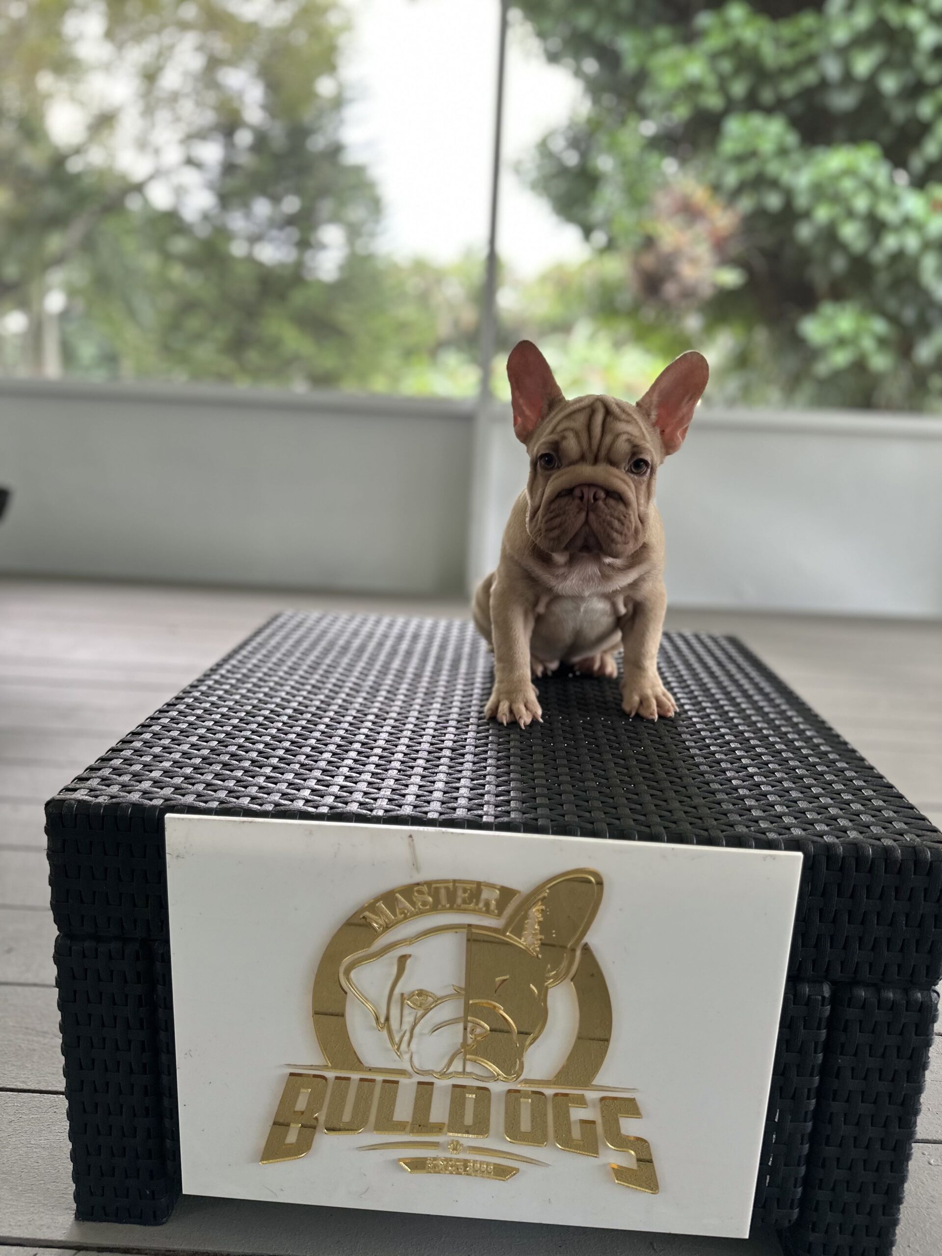 English Bulldogs: History, Temperament, and Training - 3