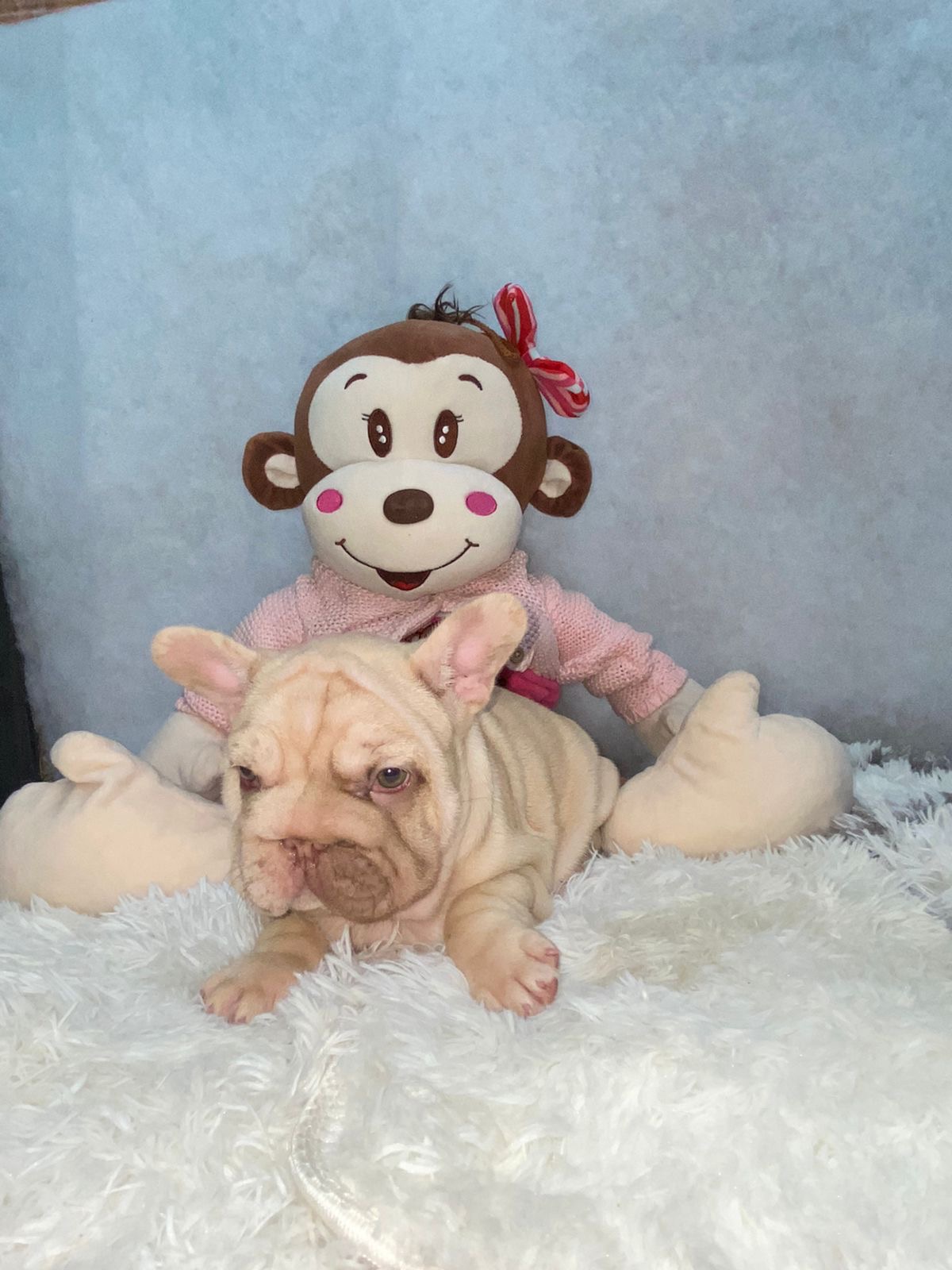 English Bulldogs: History, Temperament, and Training - 11