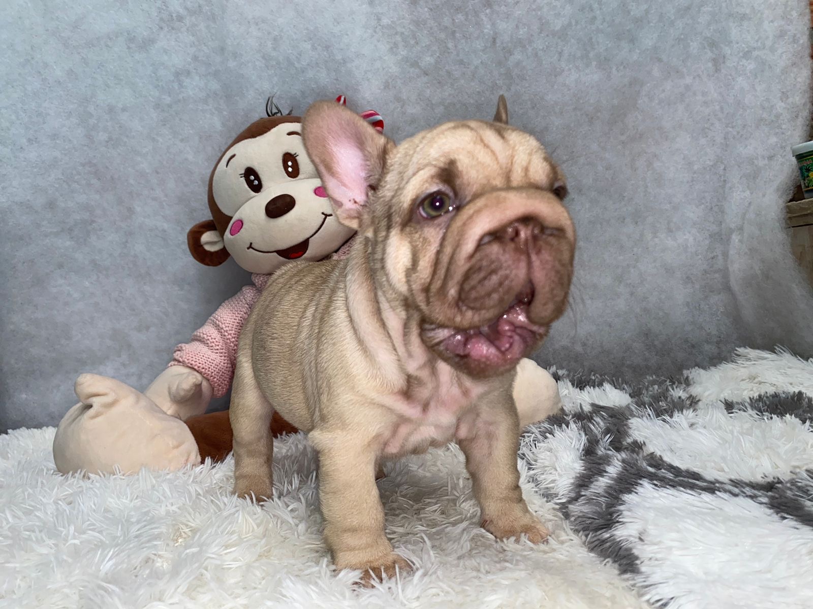 English Bulldogs: History, Temperament, and Training - 10