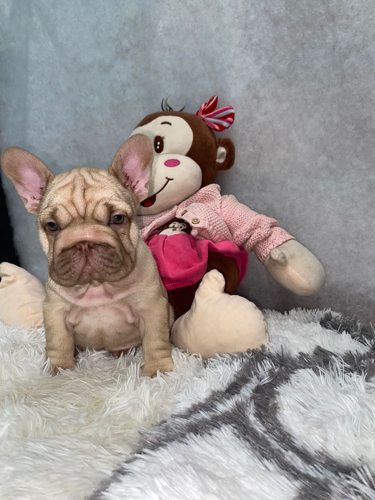 English Bulldogs: History, Temperament, and Training - 9