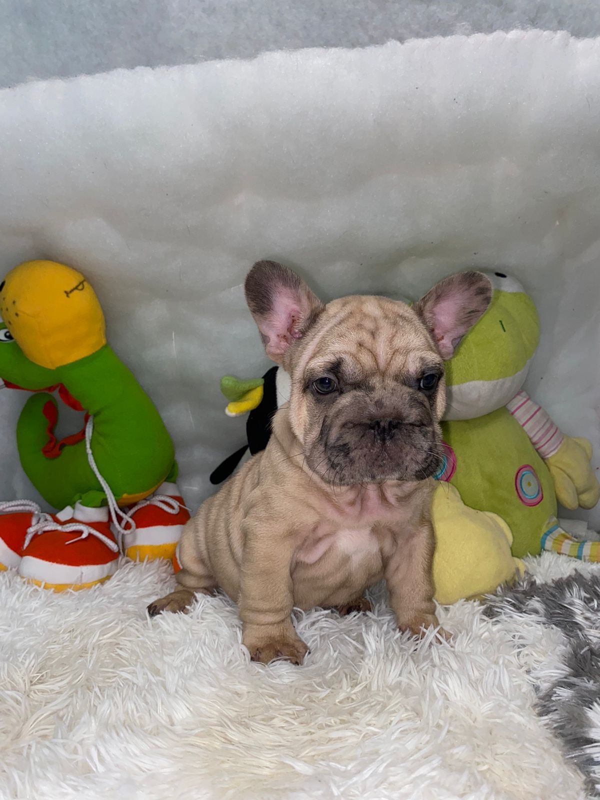 French Bulldog Big Rope Female , Master Bulldogs Paty.