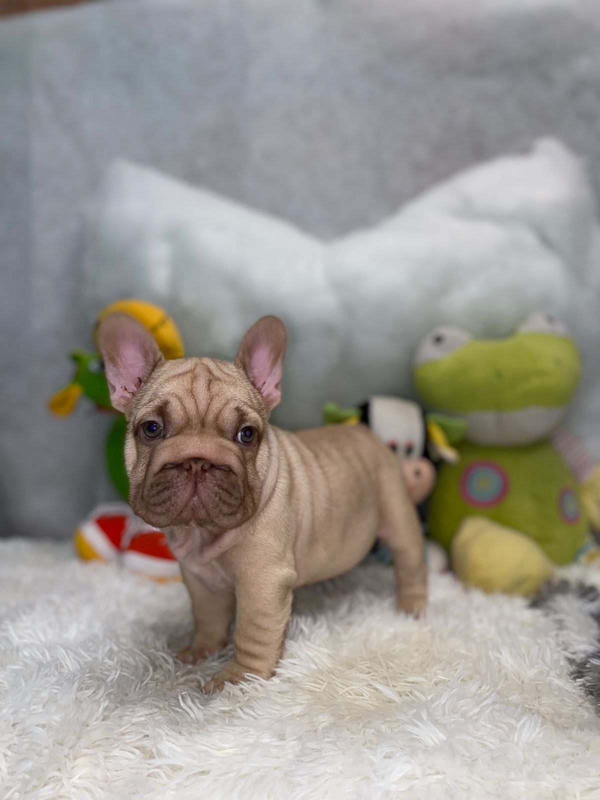 English Bulldogs: History, Temperament, and Training - 3