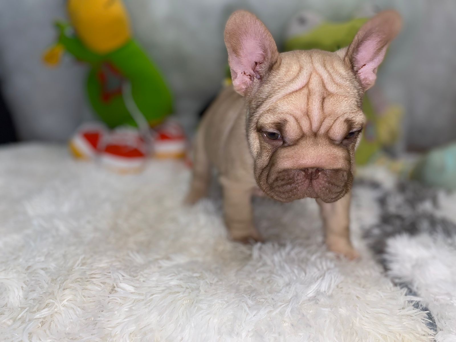 English Bulldogs: History, Temperament, and Training - 8