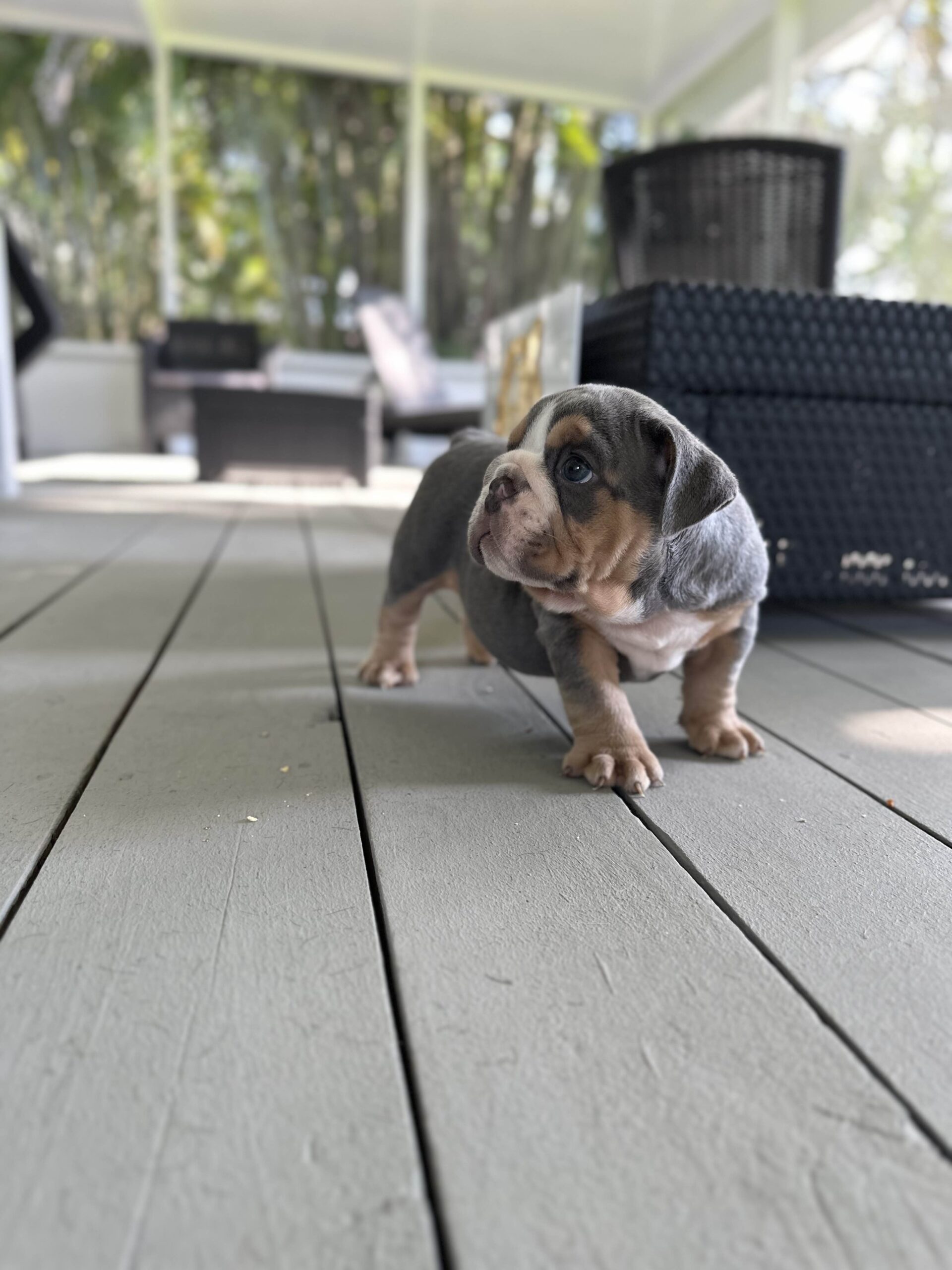The Colorful Canines: Pink Husky Koi Frenchies and their Unique Aesthetic - 7