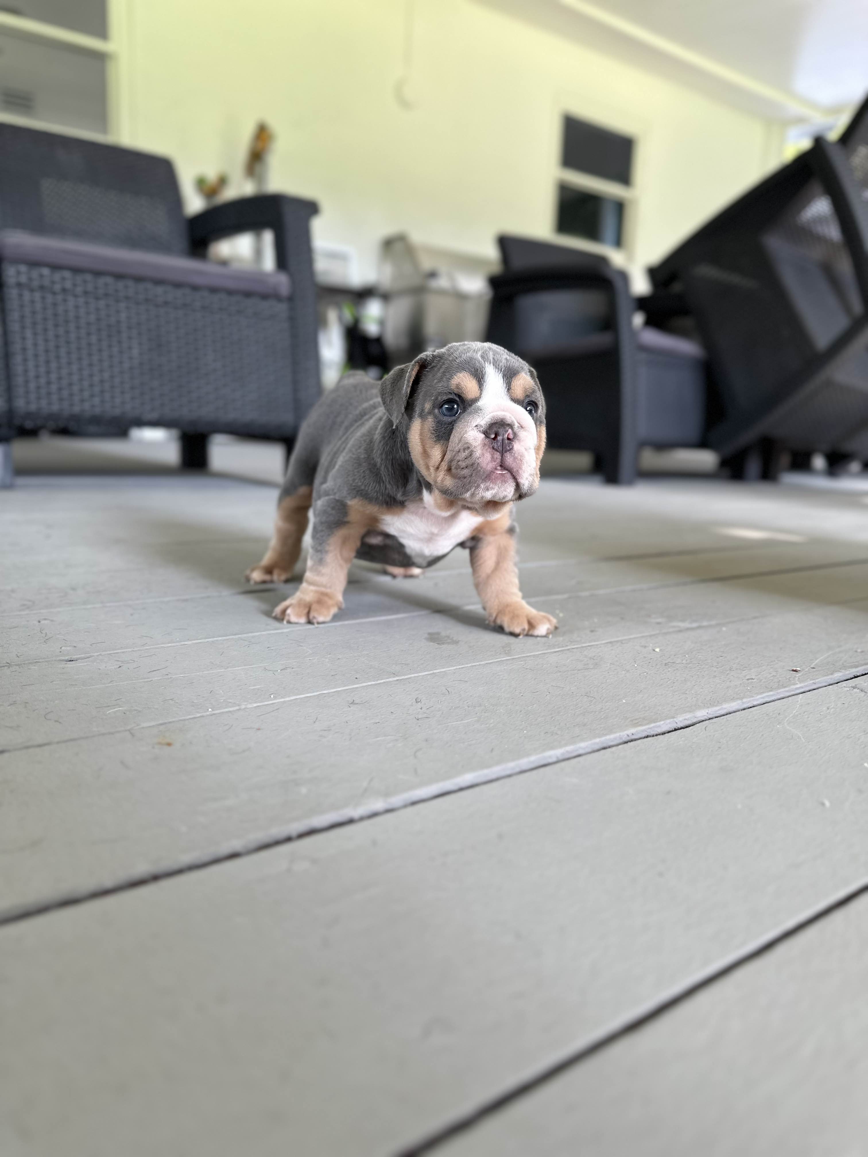 The Colorful Canines: Pink Husky Koi Frenchies and their Unique Aesthetic - 9