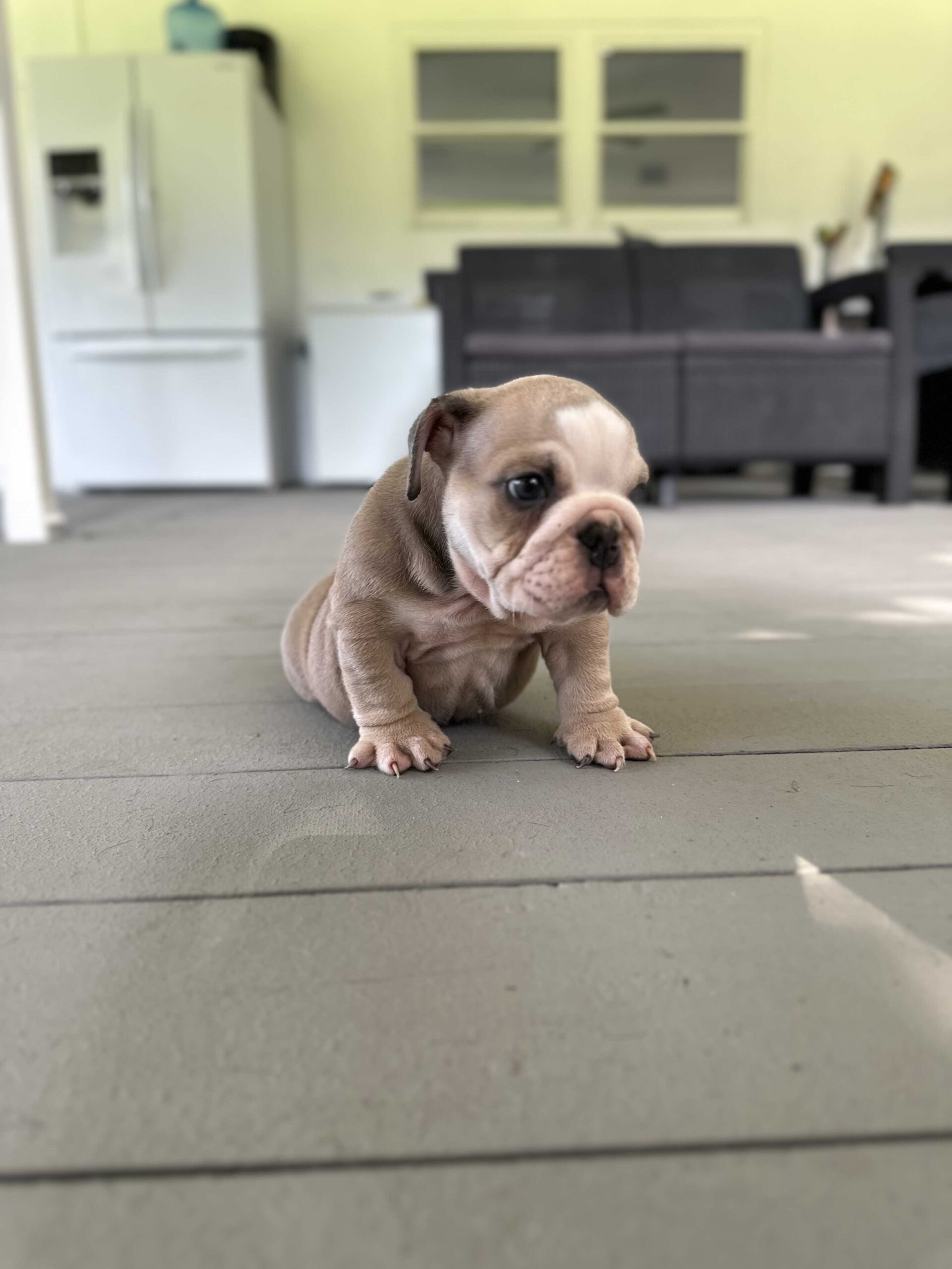 French Bulldog Big Rope Male , master bulldogs Tavo - 5