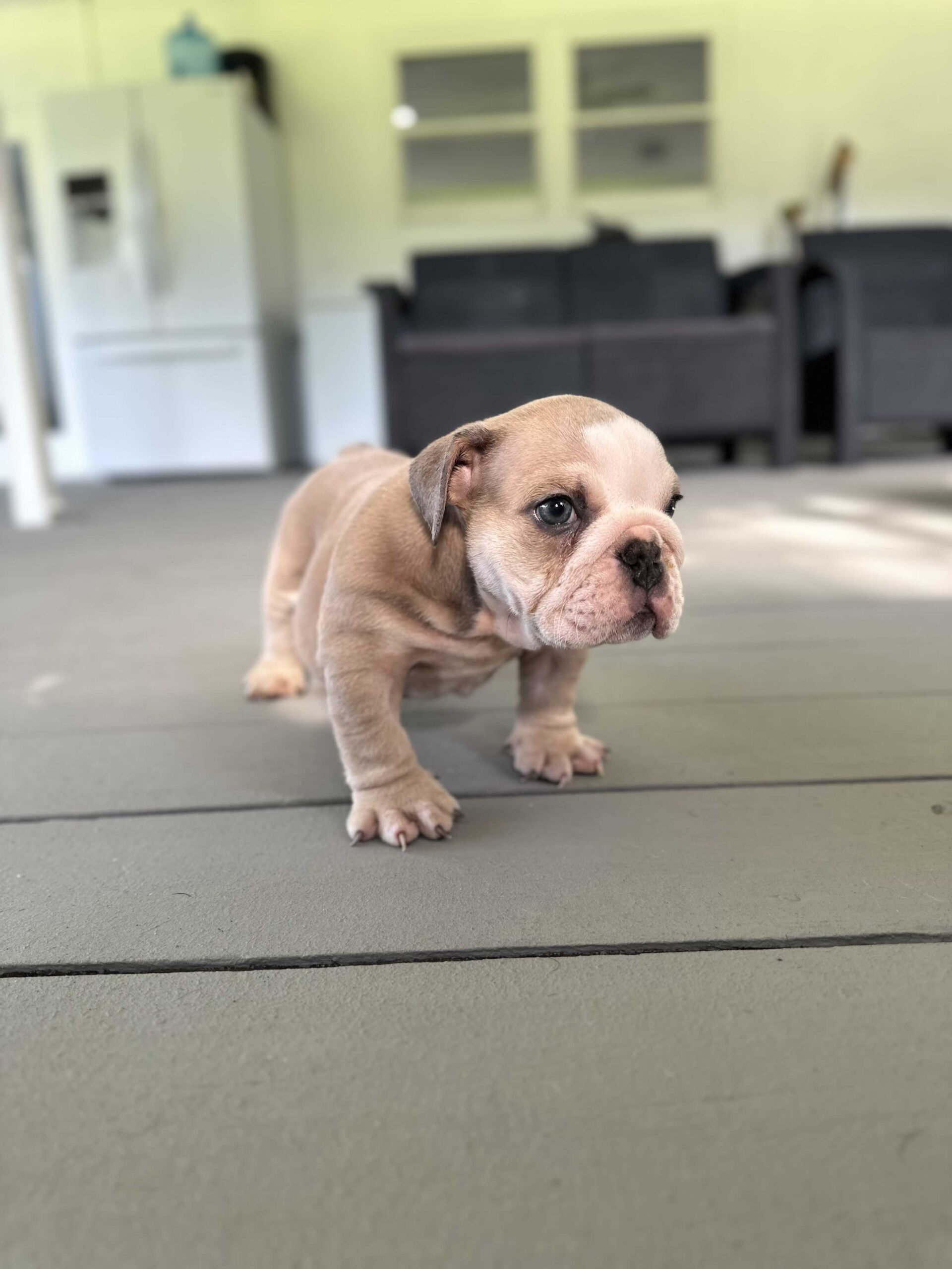 French Bulldog Big Rope Male , master bulldogs Tavo - 6