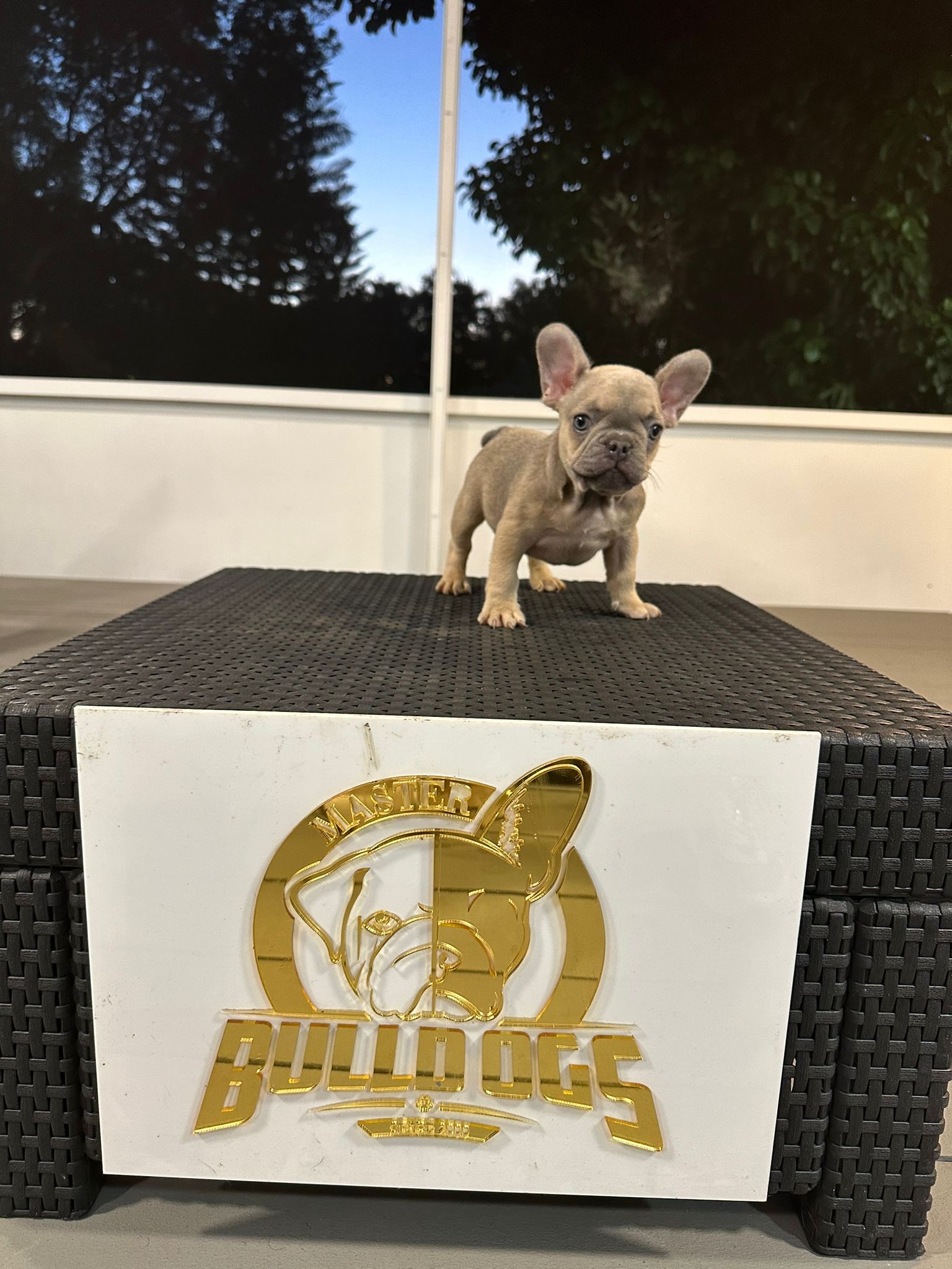 Mastering the Art of Especial Training for English Bulldogs - 4