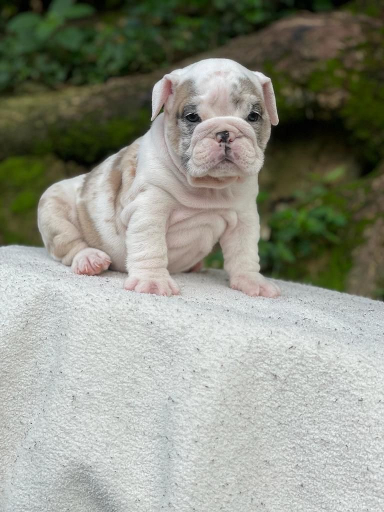 English Bulldog lilac fawn male available now - 6