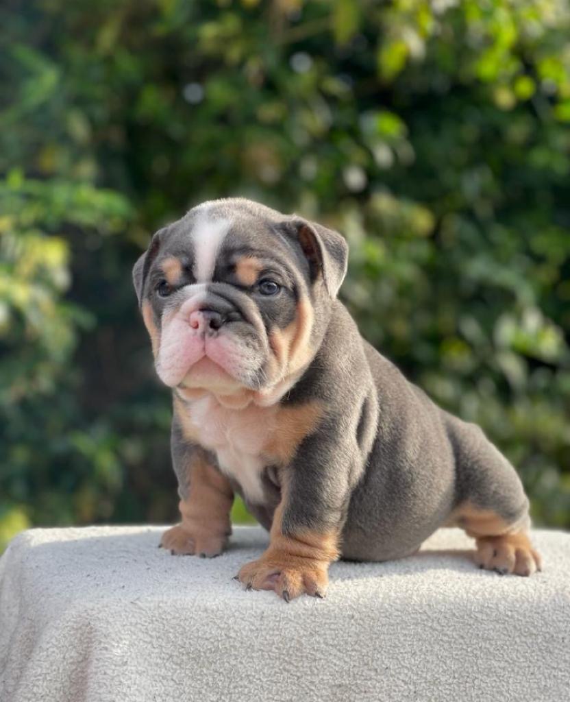 French Bulldog lilac fawn female,Master Bulldogs Antonella